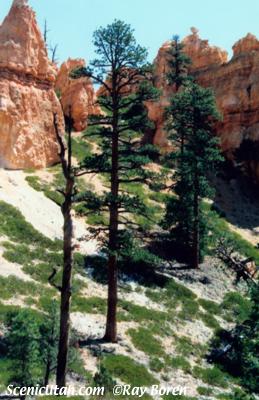 Bryce Canyon - Navajo Trail