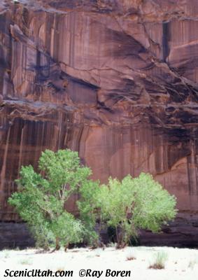 Canyonlands - Horseshoe Canyon