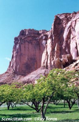 Capitol Reef - Orchard