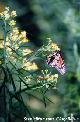 Escalante - Butterfly on Yellow Flowers