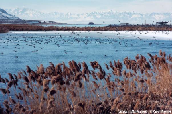 Great Salt Lake - South Shore and Black Rock