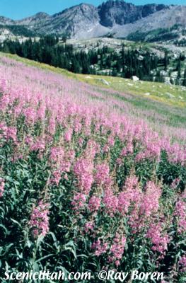 Little Cottonwood Canyon - Albion Basin Wildflowers