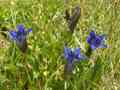 Blue Wildflowers