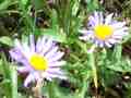 Purple Daisies