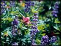 Pink and Purple Wildflowers - Skyline Drive, Fairview