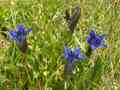 Blue wildflowers