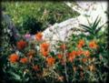Orange Wildflowers