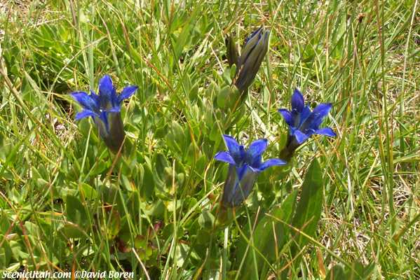 blue wildflowers