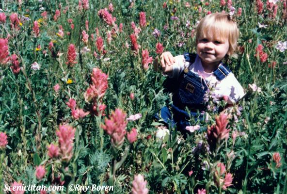 Wildflowers - Girl in Albion Basin