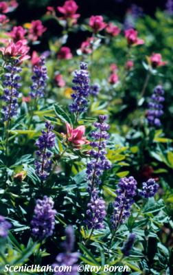 Mountain Wildflowers