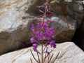 Lavendar Wildflowers
